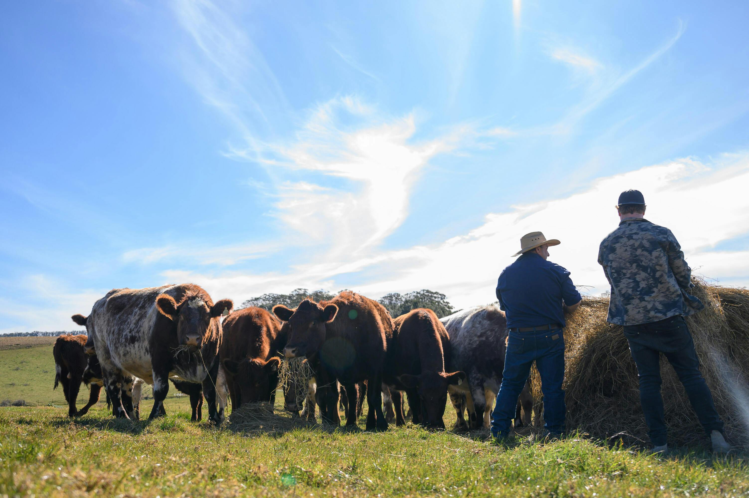Our Cow Farmers: Aussie Leaders in Sustainable Farming Practice