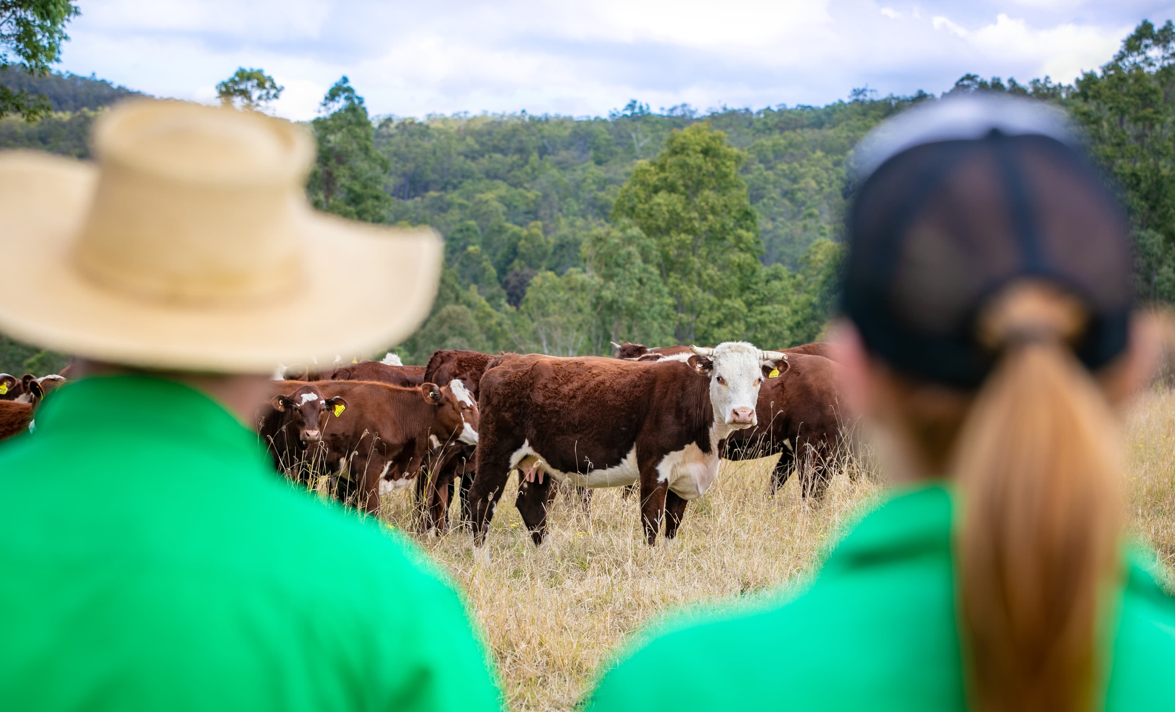 Grass Fed vs. Grain Fed Beef: What’s the Real Difference?
