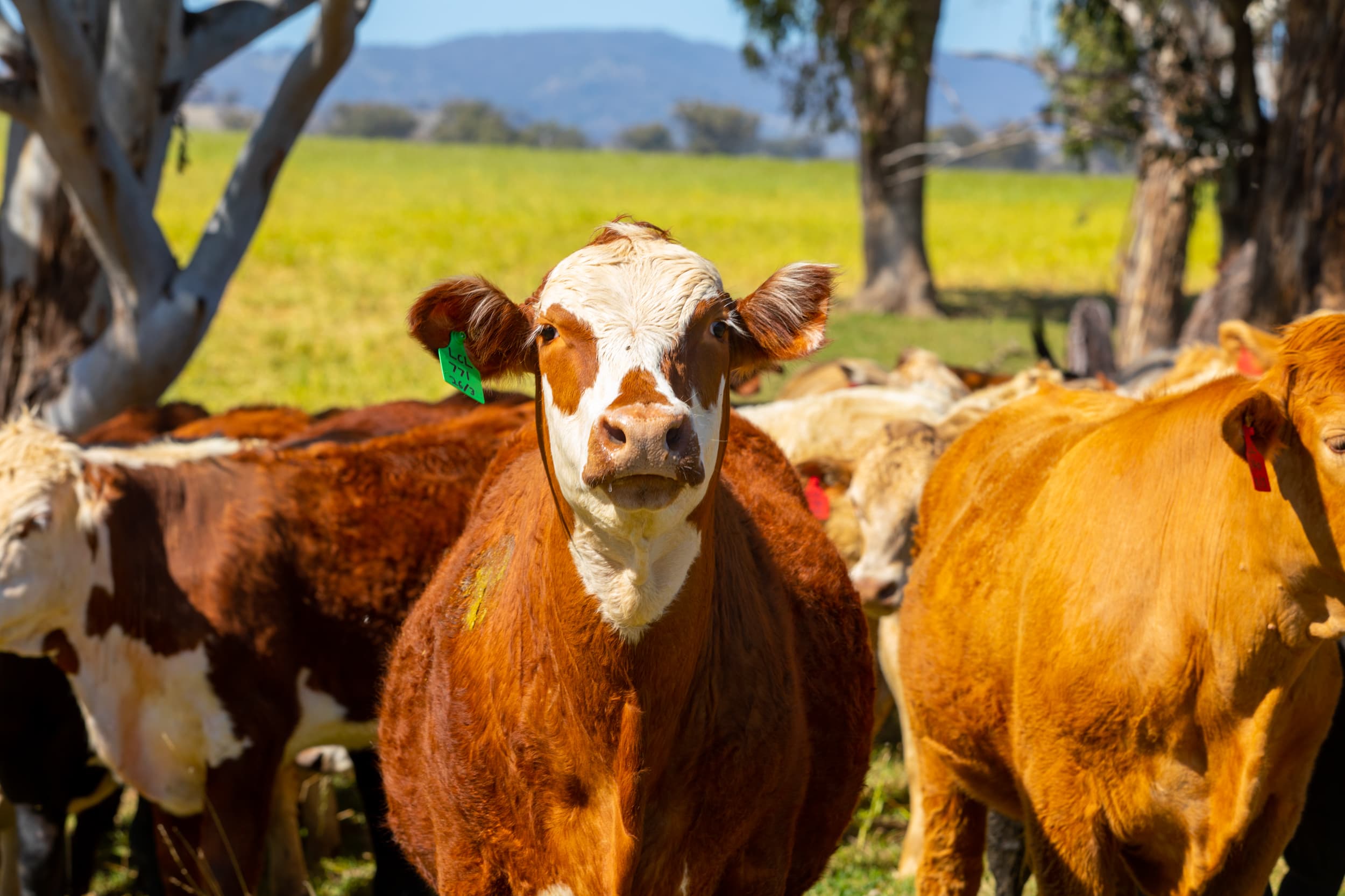 How the quality of our beef compares to the Australian average
